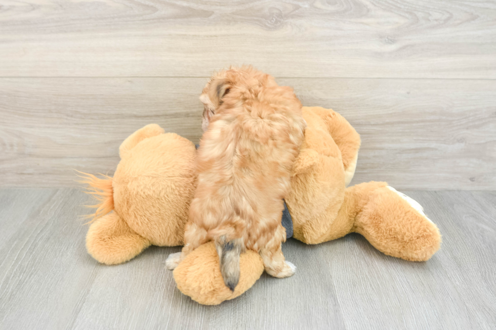 Adorable Malki Designer Puppy