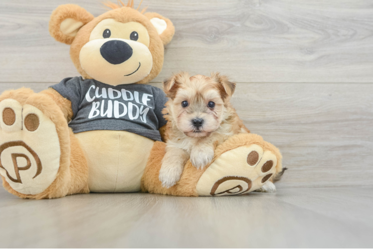 Funny Morkie Designer Pup