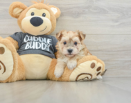 5 week old Morkie Puppy For Sale - Premier Pups