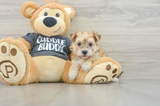 Funny Morkie Designer Pup