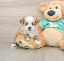 5 week old Morkie Puppy For Sale - Premier Pups
