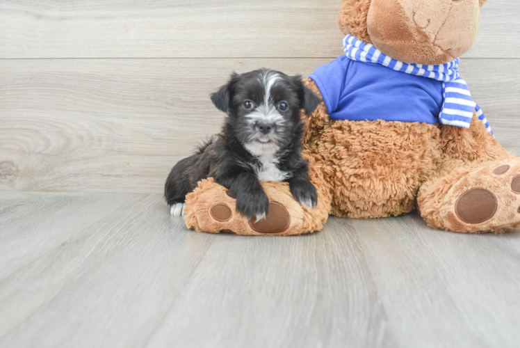 Happy Morkie Baby