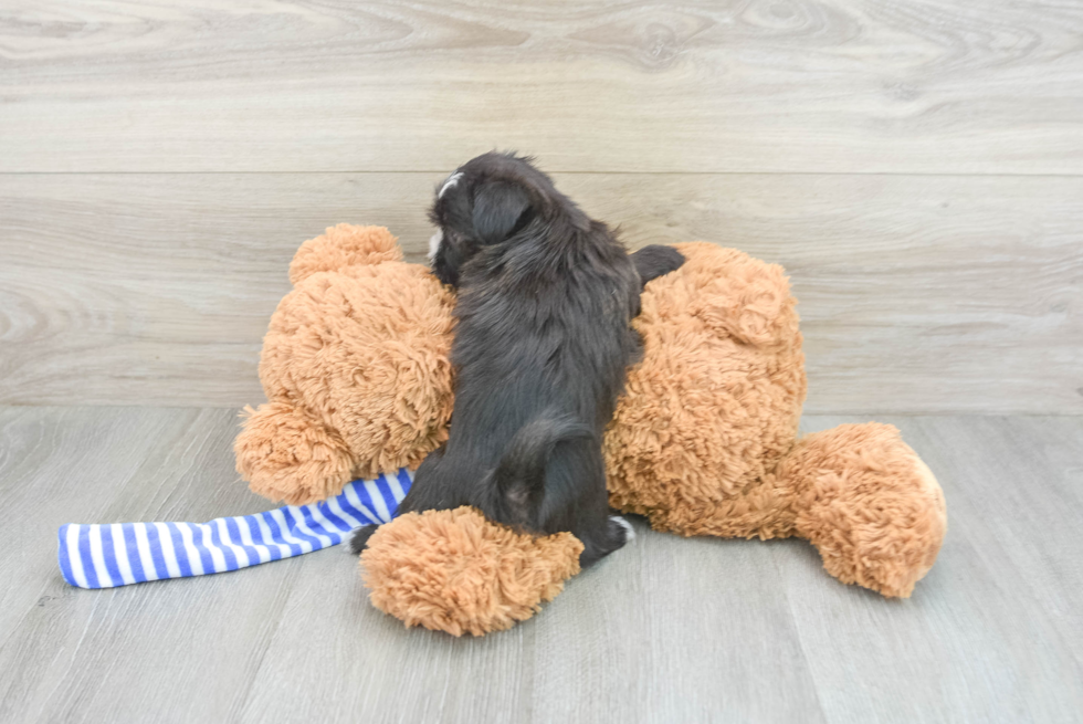 Best Morkie Baby