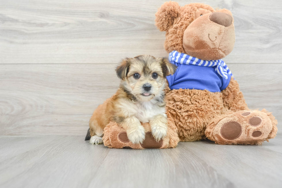 Playful Yorkie Designer Puppy