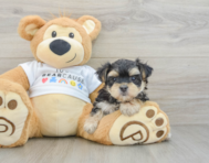 5 week old Morkie Puppy For Sale - Premier Pups