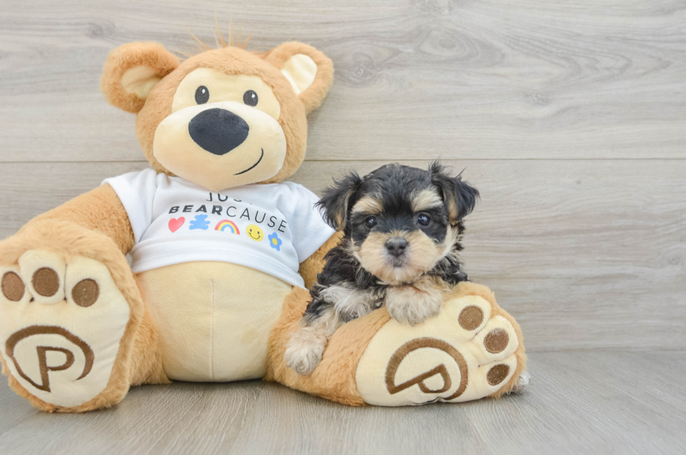 6 week old Morkie Puppy For Sale - Premier Pups