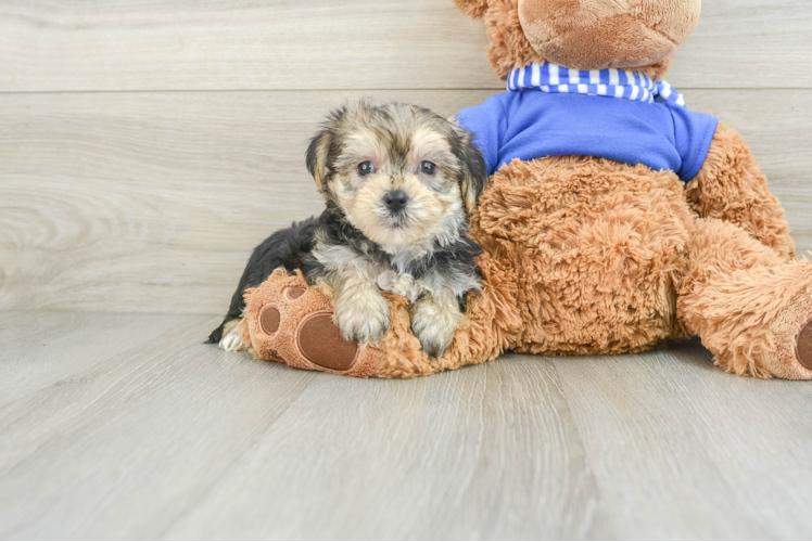 Morkie Pup Being Cute