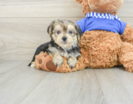 6 week old Morkie Puppy For Sale - Premier Pups