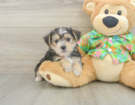 5 week old Morkie Puppy For Sale - Premier Pups