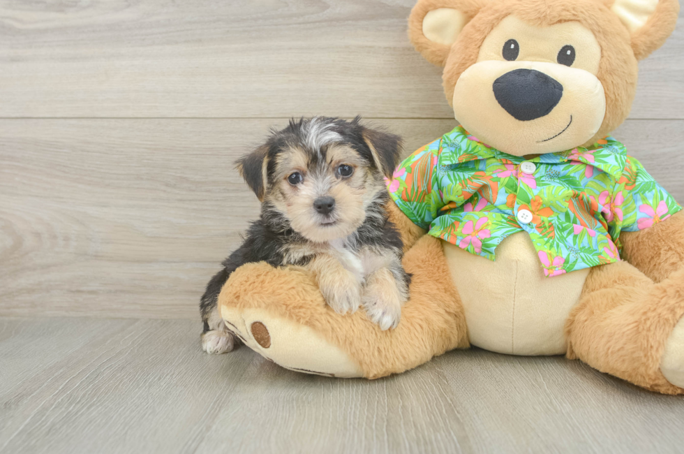 6 week old Morkie Puppy For Sale - Premier Pups