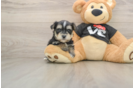 Fluffy Morkie Designer Pup