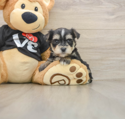 5 week old Morkie Puppy For Sale - Premier Pups