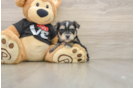 Best Morkie Baby