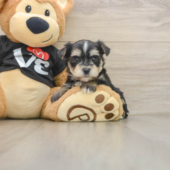 Best Morkie Baby