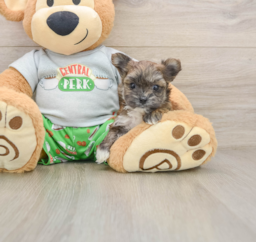 5 week old Morkie Puppy For Sale - Premier Pups