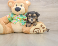 5 week old Morkie Puppy For Sale - Premier Pups