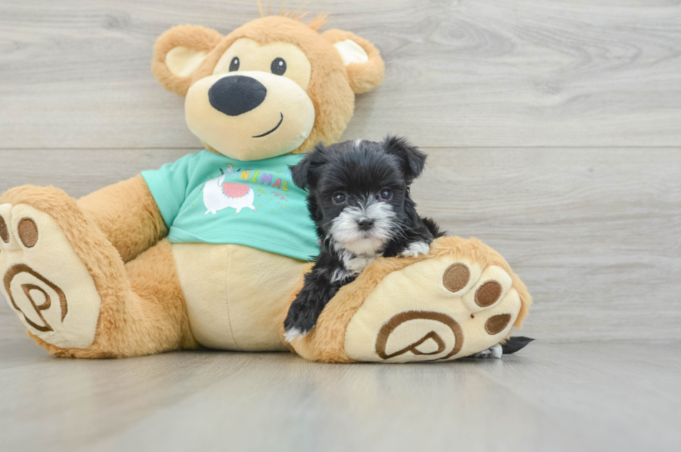 5 week old Morkie Puppy For Sale - Premier Pups