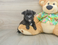 6 week old Morkie Puppy For Sale - Premier Pups