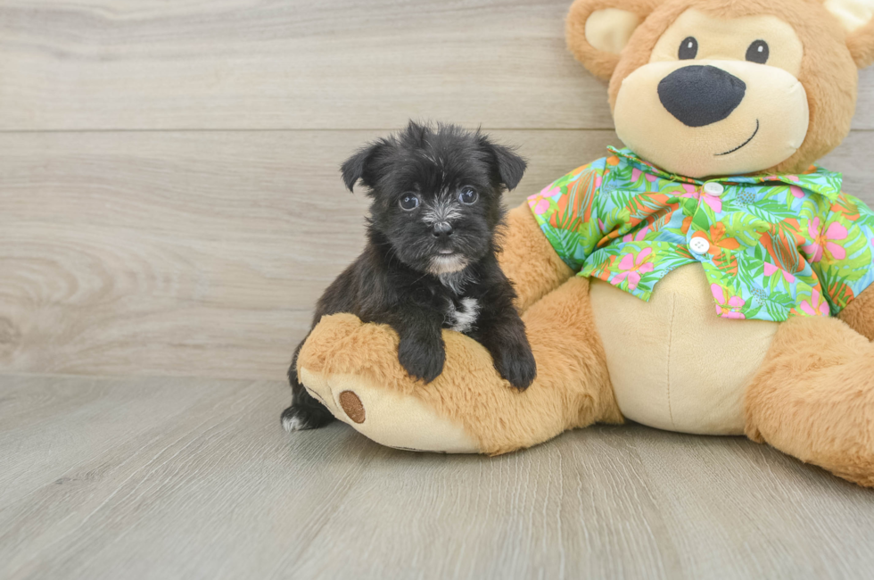 6 week old Morkie Puppy For Sale - Premier Pups