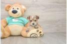 Cute Morkie Baby