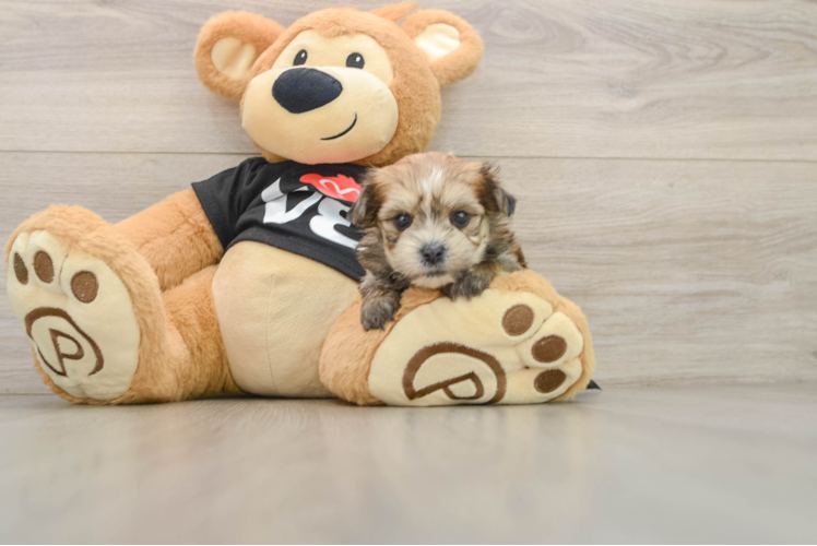 Best Morkie Baby