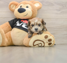 5 week old Morkie Puppy For Sale - Premier Pups