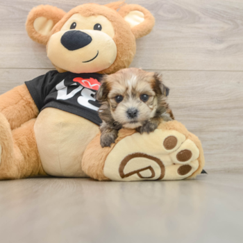 Best Morkie Baby