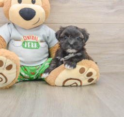 5 week old Morkie Puppy For Sale - Premier Pups