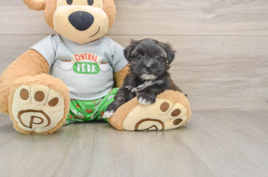 BELLA, a Morkie littermate