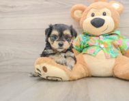 5 week old Morkie Puppy For Sale - Premier Pups