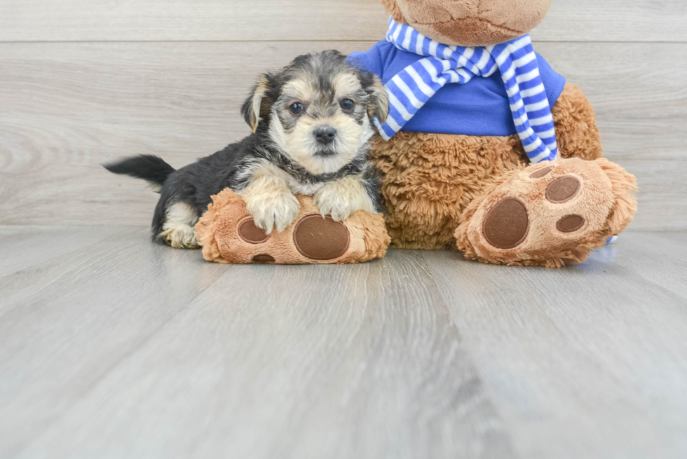 Sweet Morkie Baby