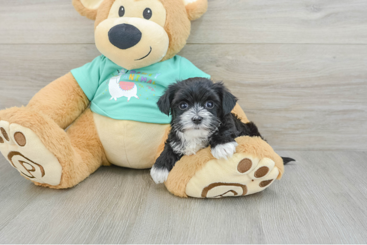 Best Morkie Baby
