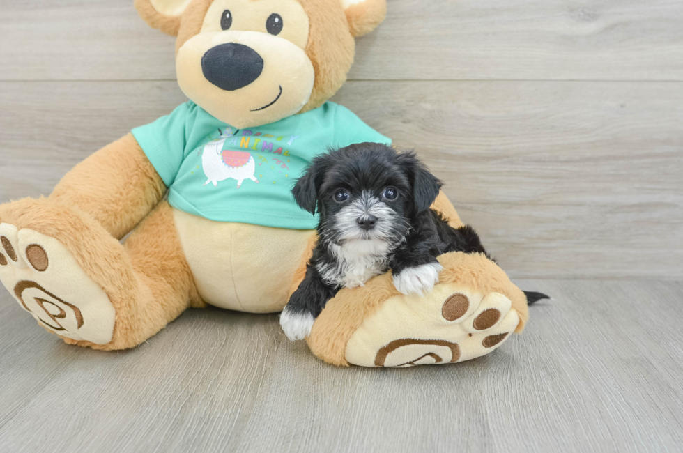 6 week old Morkie Puppy For Sale - Premier Pups