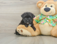 6 week old Morkie Puppy For Sale - Premier Pups