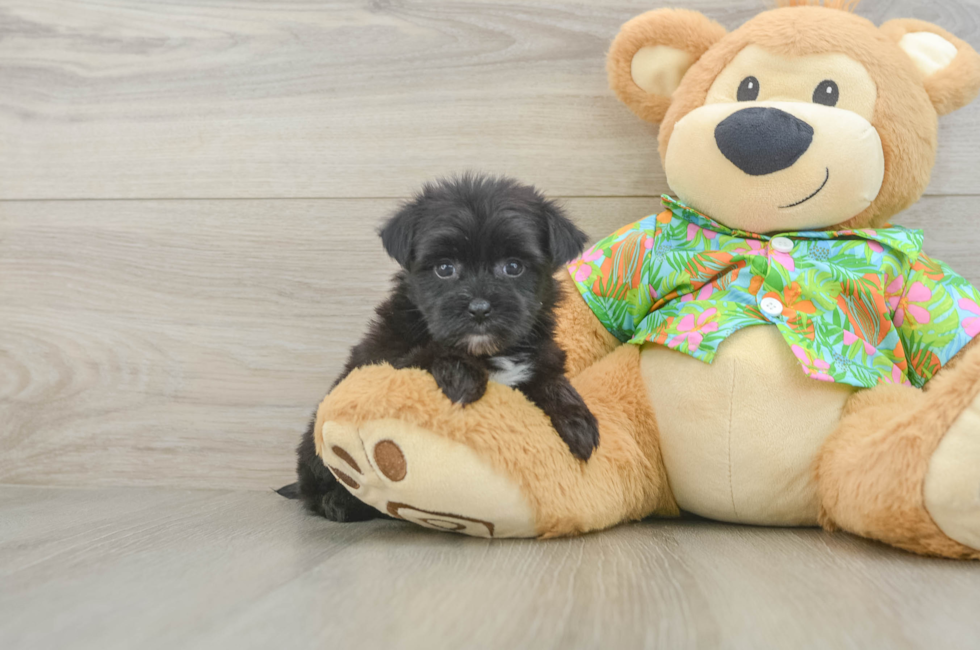 6 week old Morkie Puppy For Sale - Premier Pups