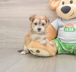 5 week old Morkie Puppy For Sale - Premier Pups