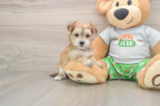 BETTY, a Morkie littermate