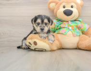 5 week old Morkie Puppy For Sale - Premier Pups