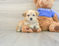 6 week old Morkie Puppy For Sale - Premier Pups