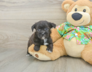 5 week old Morkie Puppy For Sale - Premier Pups