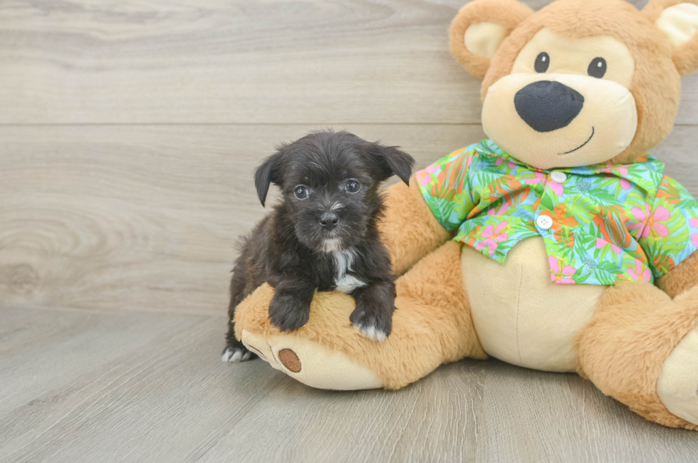 6 week old Morkie Puppy For Sale - Premier Pups