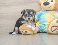 5 week old Morkie Puppy For Sale - Premier Pups
