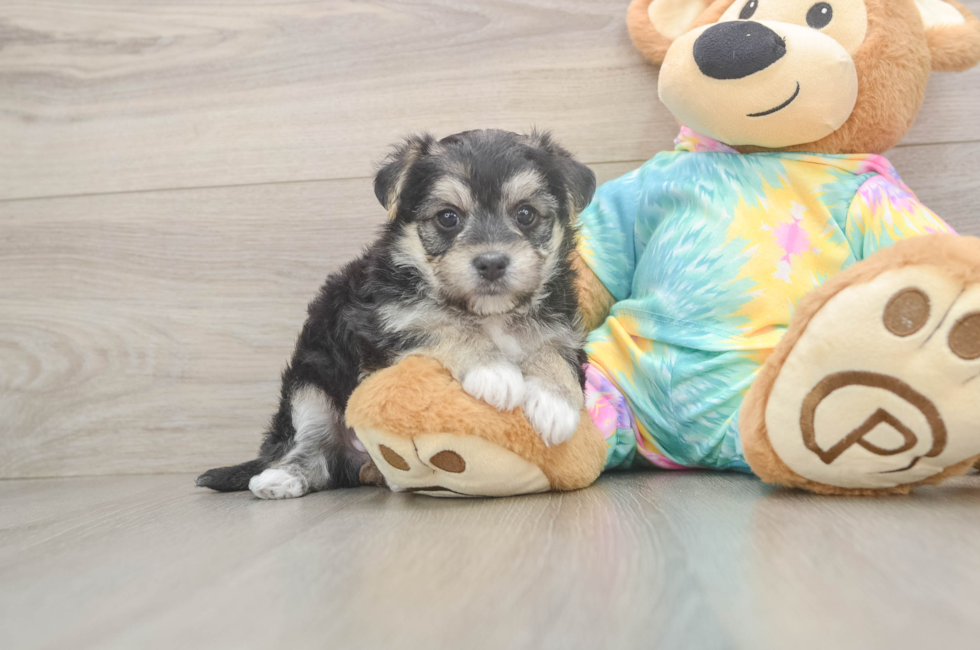 5 week old Morkie Puppy For Sale - Premier Pups