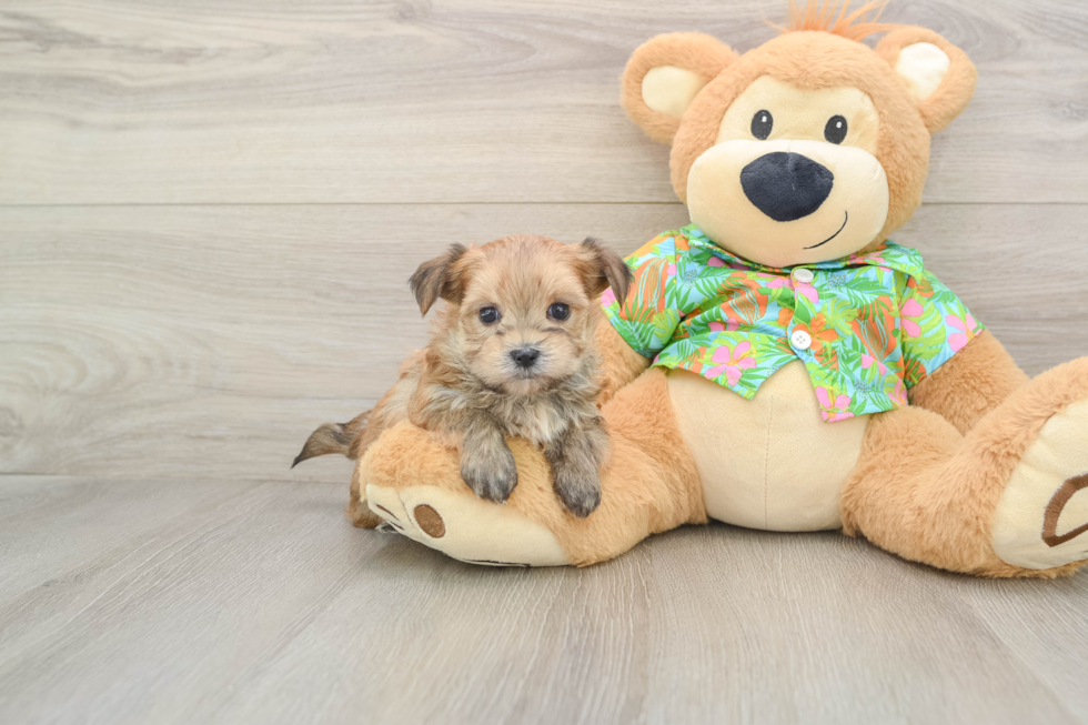 Cute Morkie Baby