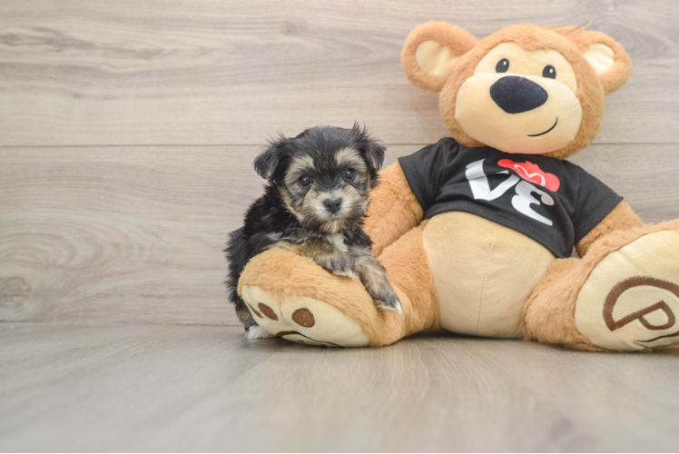 Best Morkie Baby