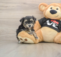 5 week old Morkie Puppy For Sale - Premier Pups
