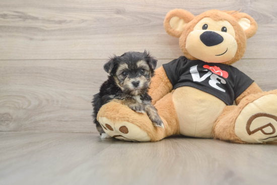 Best Morkie Baby