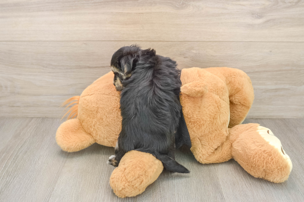 Best Morkie Baby