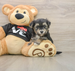 5 week old Morkie Puppy For Sale - Premier Pups