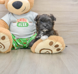 5 week old Morkie Puppy For Sale - Premier Pups